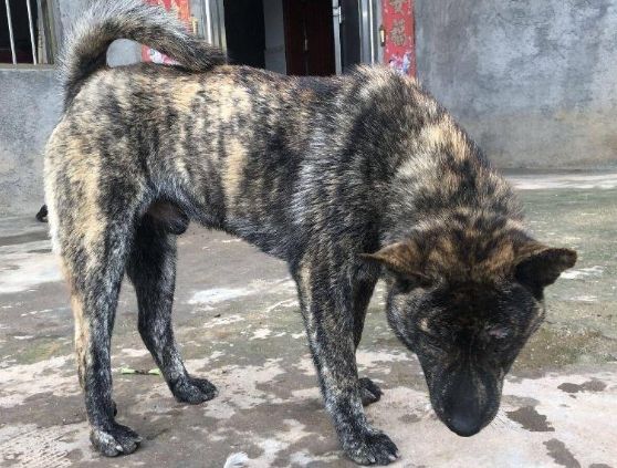 虎斑犬飼養 虎斑犬飼養