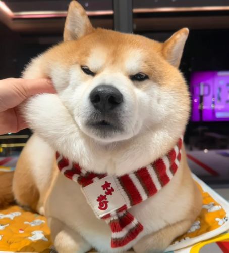 幫柴犬洗澡步驟 幫柴犬洗澡步驟