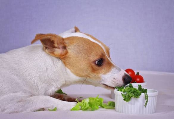 狗吃莧菜安全嗎 狗吃莧菜安全嗎