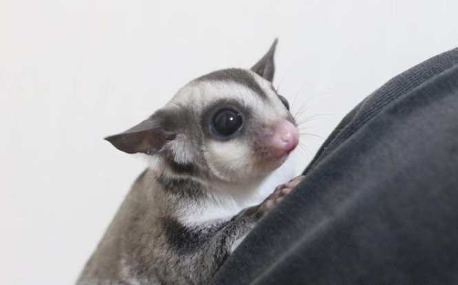 蜜袋鼯叫聲類型 蜜袋鼯叫聲類型