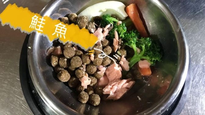 寵物流質飲食 寵物流質飲食