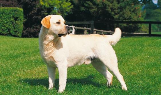 拉布拉多訓練技巧 拉布拉多訓練技巧