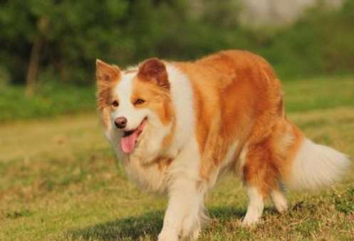 邊境牧羊犬教養方法 邊境牧羊犬教養方法