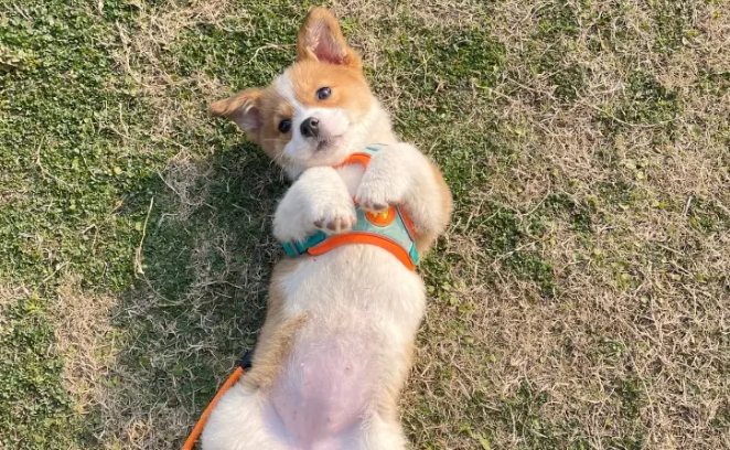 狗肚子水聲原因 狗肚子水聲原因