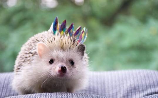 刺猬行為 刺猬行為