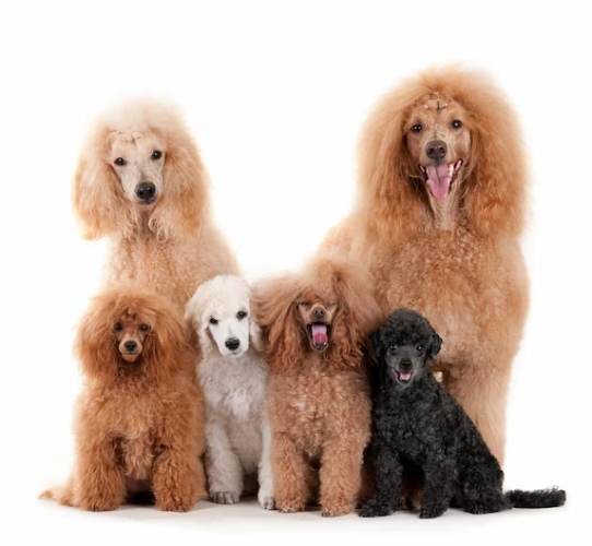 小型犬寵物 小型犬寵物