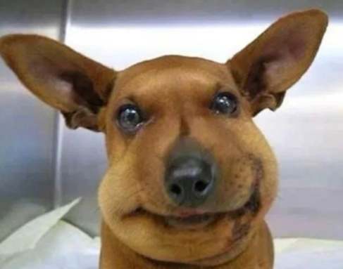 狗蜜蜂叮咬處理 狗蜜蜂叮咬處理