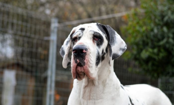 巨型犬品種 巨型犬品種