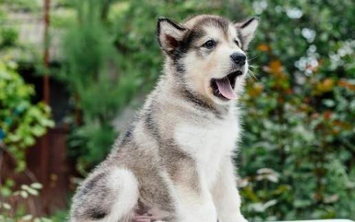 狗狗吃蝦殼安全 狗狗吃蝦殼安全