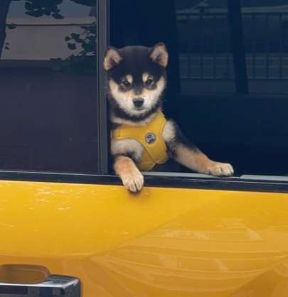 黑柴犬飼養 黑柴犬飼養