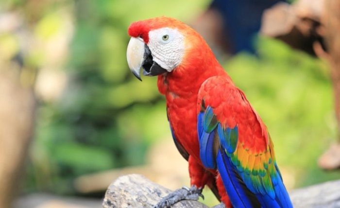 鸚鵡可以吃芋頭嗎