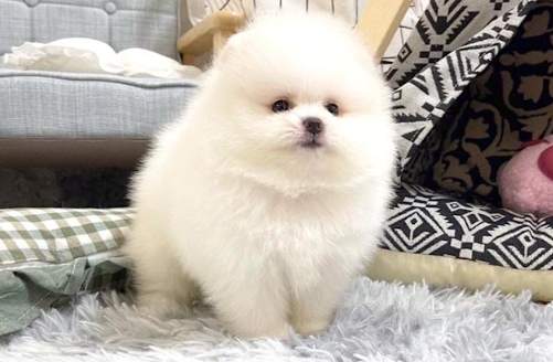 博美犬飼養費用 博美犬飼養費用