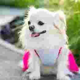 小型犬飼養 小型犬飼養