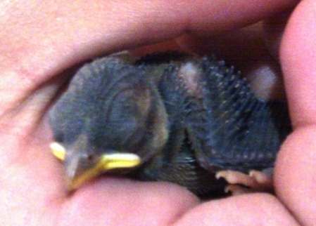 幼鳥餵食方法 幼鳥餵食方法