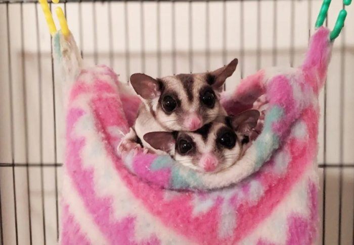 蜜袋鼯單獨養好嗎？優缺點、飼養方法與常見問題全解析