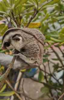 蜜袋鼯飼養技巧 蜜袋鼯飼養技巧