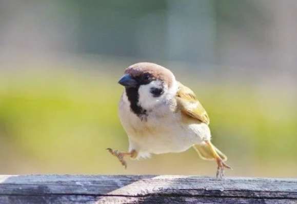 撿到鳥類處理 撿到鳥類處理