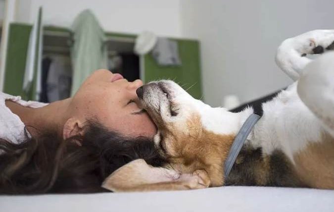 狗狗睡在主人頭上