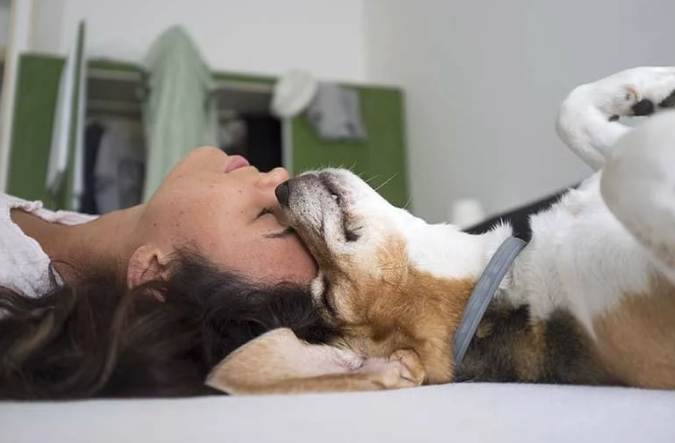 狗狗睡在主人頭上：行為原因、健康影響與解決方法全指南