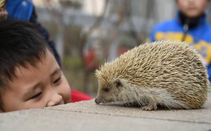 刺蝟飲食蟲子 刺蝟飲食蟲子