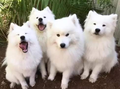 寵物馬鈴薯飲食指南 寵物馬鈴薯飲食指南
