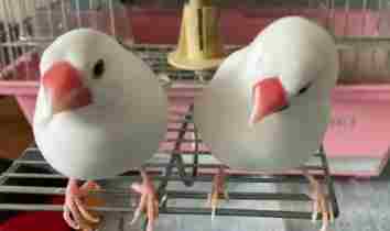 母文鳥行為分析 母文鳥行為分析