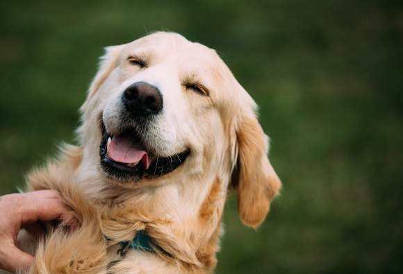 拉布拉多貴賓狗飼養