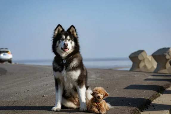 狗狗吃魚好處 狗狗吃魚好處