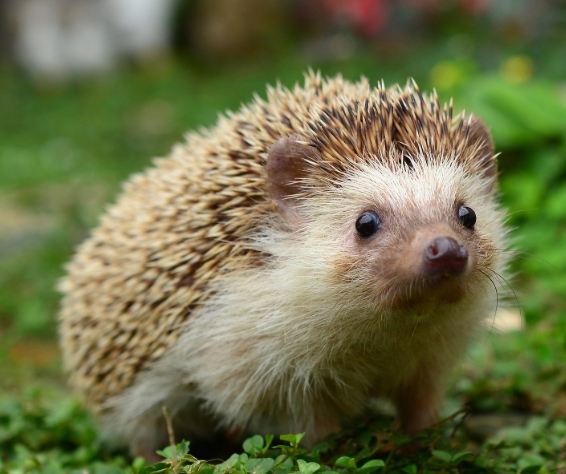 刺蝟飼養 刺蝟飼養