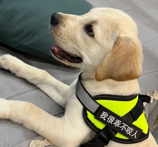 拉布拉多照顧 拉布拉多照顧