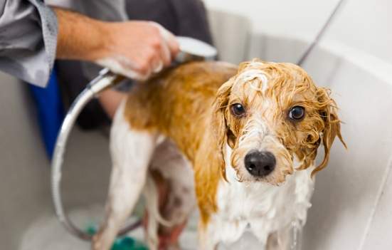 狗狗洗澡恐懼 狗狗洗澡恐懼