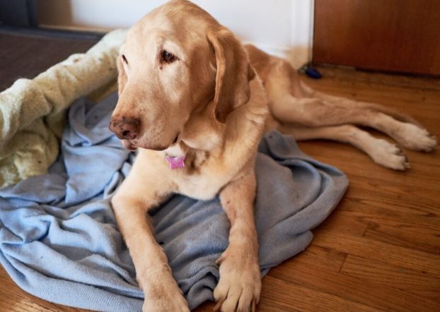 寵物乳腺瘤預防 寵物乳腺瘤預防