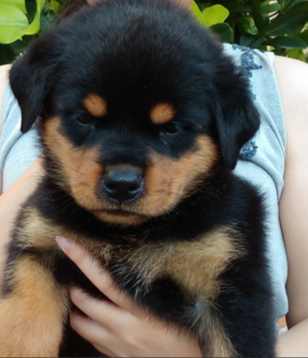 羅威納幼犬訓練