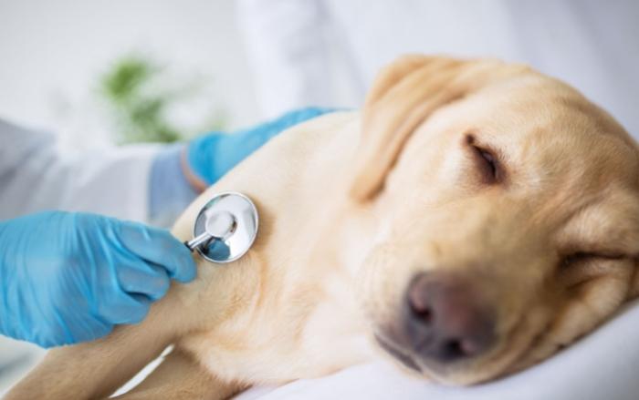 狗便血怎麼辦 狗便血怎麼辦