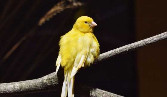 金絲雀飲食禁忌 金絲雀飲食禁忌