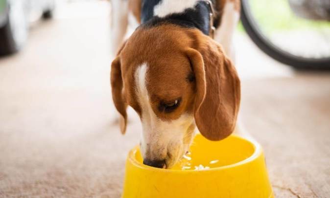 狗狗拉肚子 狗狗拉肚子