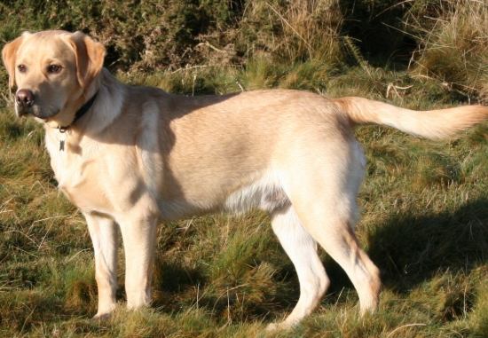 拉布拉多犬問題 拉布拉多犬問題