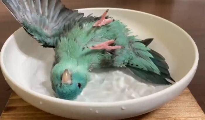 塞內加爾鸚鵡護理