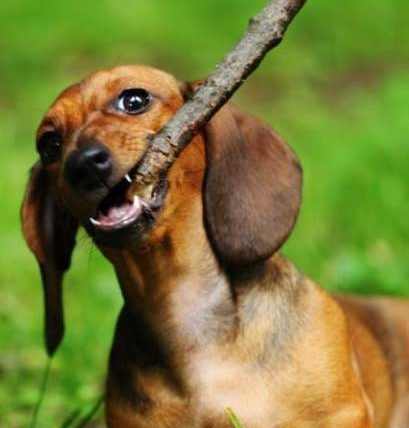 臘腸狗很兇嗎？