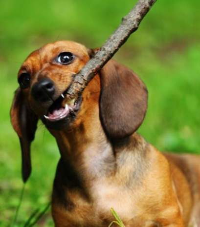 臘腸狗兇嗎 臘腸狗兇嗎