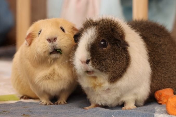 天竺鼠体型 天竺鼠体型