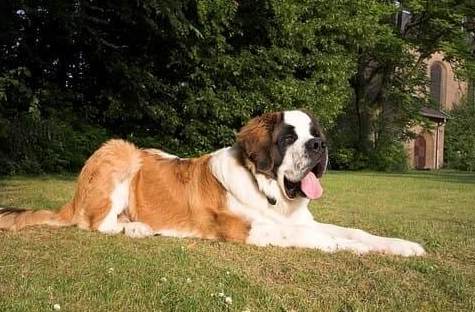 超大型狗品種 超大型狗品種