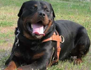 羅威納幼犬購買 羅威納幼犬購買