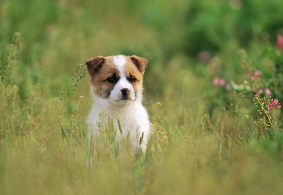 狗狗脾臟腫瘤不開刀：完整治療方案與飼主必知指南