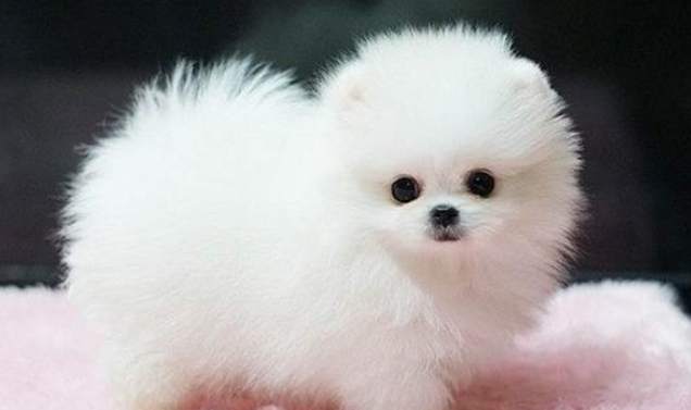 茶杯犬选购指南