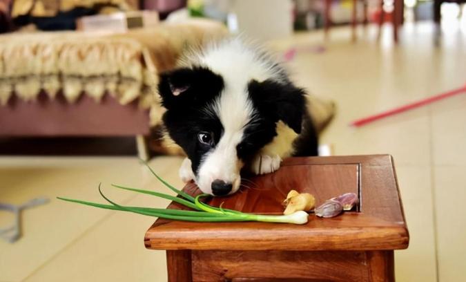 狗飲食禁忌 狗飲食禁忌