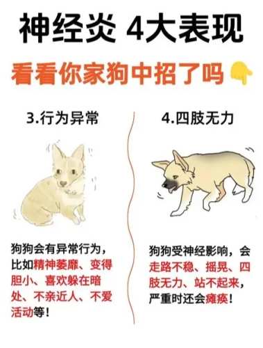 神經狗訓練 神經狗訓練