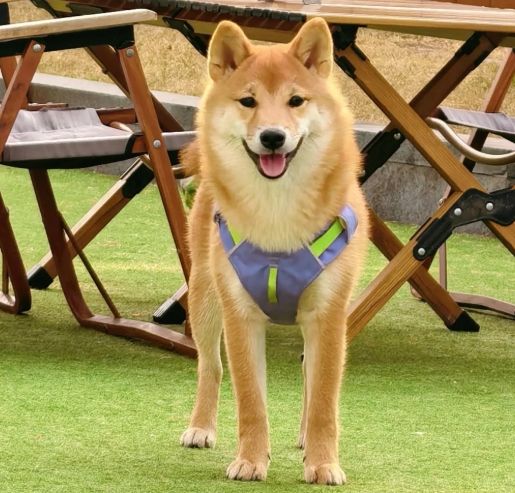 柴犬清潔習慣 柴犬清潔習慣