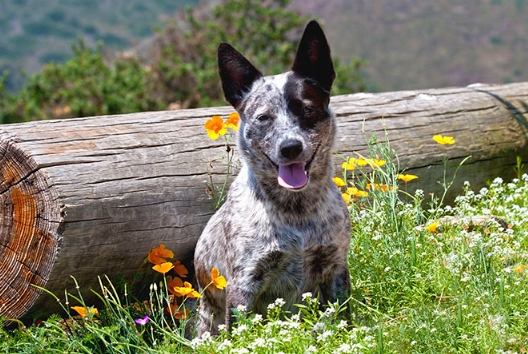 澳洲牧牛犬健康 澳洲牧牛犬健康