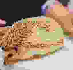 刺蝟觸摸技巧 刺蝟觸摸技巧